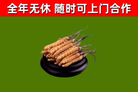 蒙城县烟酒回收冬虫夏草.jpg
